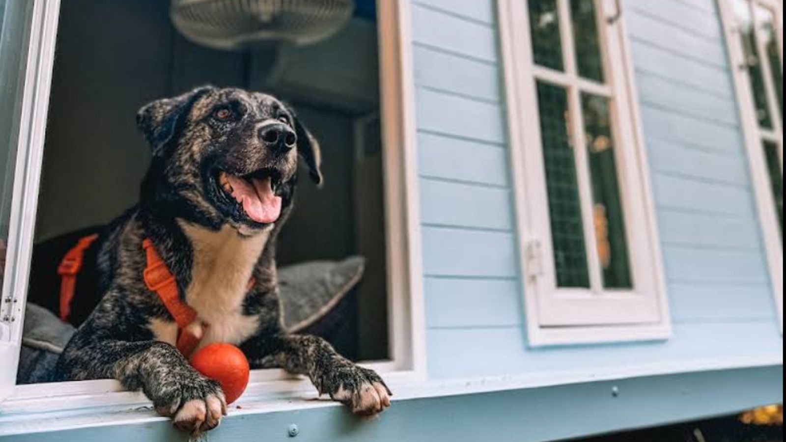 Dogsville - Dog Hotel and Training Center