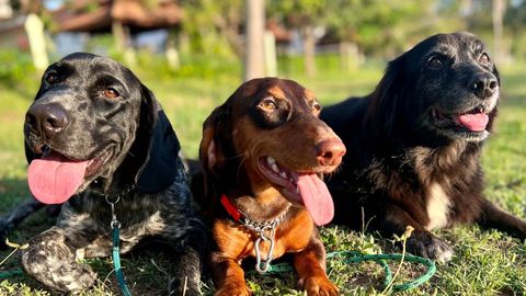 Canine Point Academy
