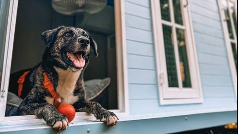 Dogsville - Dog Hotel and Training Center
