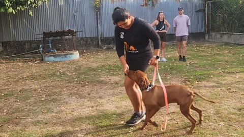 K9 Phuket