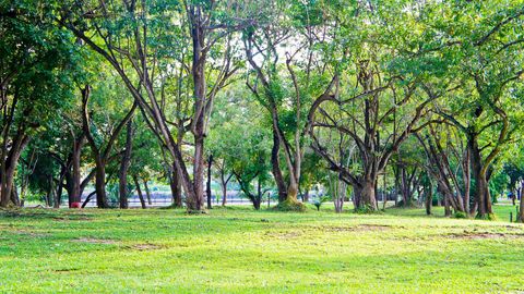 King Rama 9 park Phuket