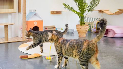 Lazy Cat Hotel