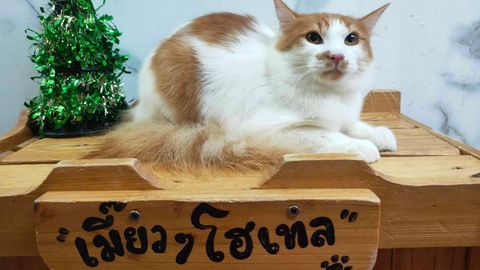 Meow Meow Cat Hotel Phuket