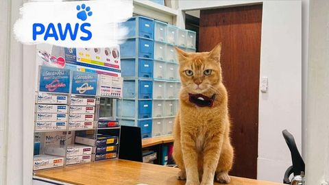 PAWS Clinic Phuket