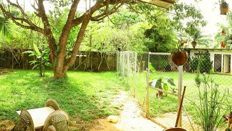 Phuket Dog Resort
