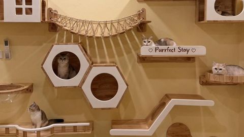 Purrfect Stay Cat Hotel Phuket
