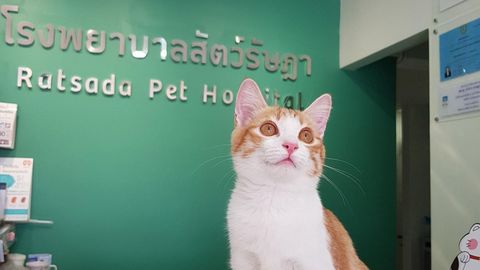 Ratsada Pet Hospital