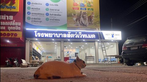 Vet Med Animal Hospital Rawai
